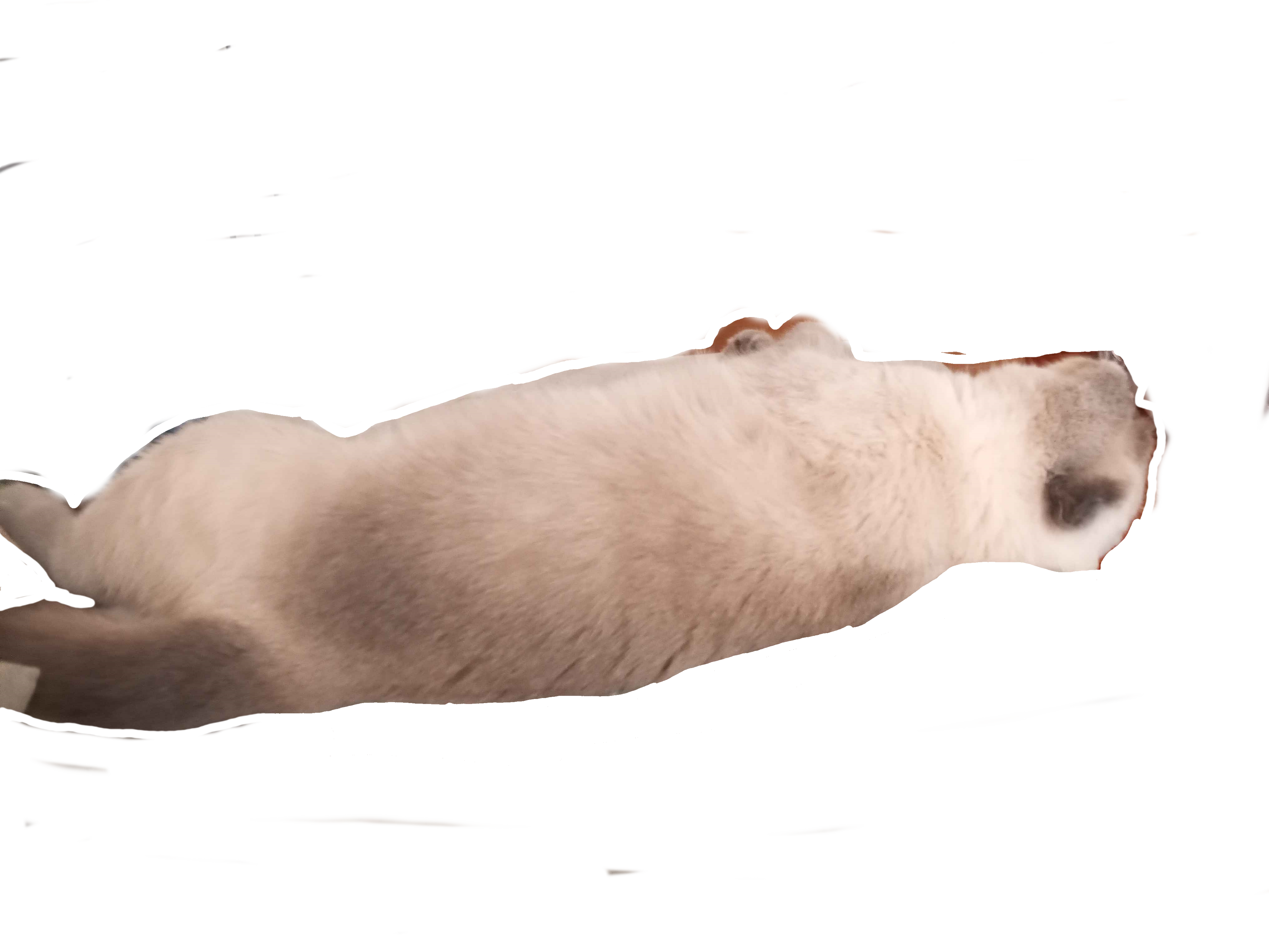 my cat